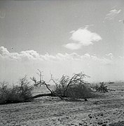 Buisson dans l'Arabah en 1952.