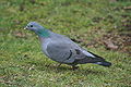 K�k galamb (Columba oenas)