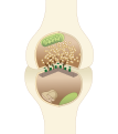 A typical central nervous system synapse