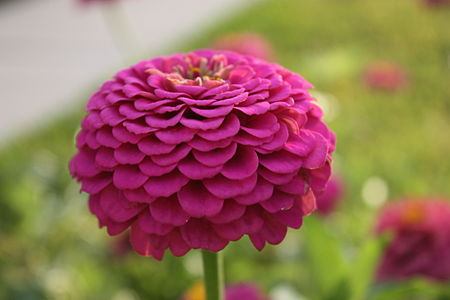 Zinnia elegans