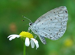 Celastrina argiolus (Lepidoptera)