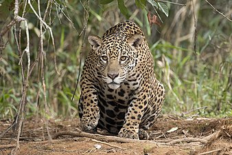 Panthera onca palustris (vrouwtje) in de buurt van de rivier Piquerí, in de Pantanal, Brazilië