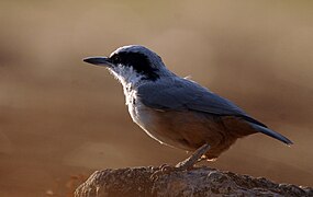 Sittelle des rochers (S. tephronota).