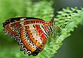 Cethosia cyane butterfly