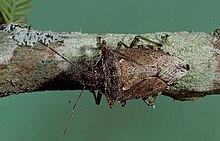 Podisus maculiventris, autre punaise prédatrice du doryphore