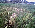 Ginger field