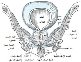 عضلة سدادية غائرة