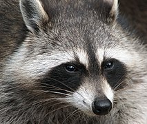 Un raton laveur de la Guadeloupe (Procyon minor).