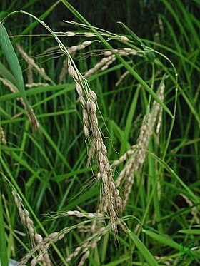 Ris (Oryza sativa)