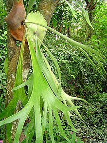 La Platycerium bifurcatum pu� mostrare una forma semplice di eusocialit�.