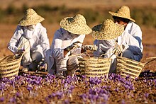 Saffron harvest