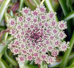 Flor de Daucus carota bravia