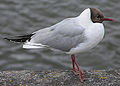 Dankasirály (Larus ridibundus)