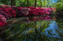 L'azalea fiorisce intorno a uno stagno tranquillo nel Richmond Park di Londra.