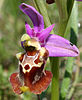 Fleur: Ophrys ×apulica.