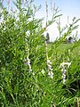 Astragalus berterianus