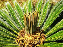 Cycas revoluta (Cycadophyta, cycas)