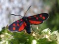 Zygaena transalpina