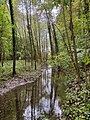 In einem Waldstück am Oberlauf.