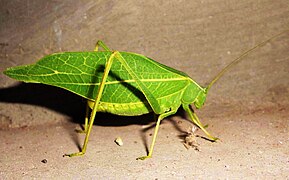 Insecte ressemblant à une feuille verte.