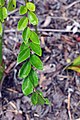 27 octobre 2015 Zelkova sicula