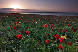 Dans une réserve naturelle bordant le lac Manytch-Goudilo, en Kalmoukie, Russie.