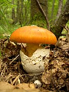 Amanita caesarea, um Agaricomycetes