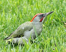 Iberische groene specht (Picus sharpei) ♂