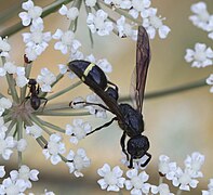 Discoelius zonalis