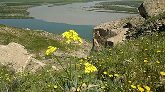 Fleurs et berge de fleuve dans la province de Salah ad-Din en 2012.