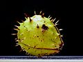 Stachelige Frucht der Gewöhnlichen Rosskastanie (Aesculus hippocastanum)