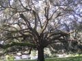 Quercus virginiana amb molsa espanyola penjant-lo