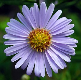 Астра татарская (Aster tataricus)