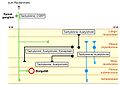 Tachykinine im Darmnervensystem. Prim�r afferentes Neuron gr�n, erregende Neurone schwarz, hemmende Neurone blau.