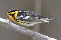 Blackburnian warbler