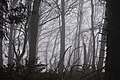 Forêt dans la brume.