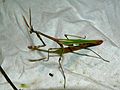 Empusa pennata