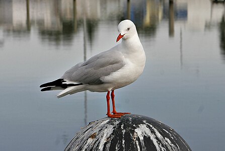 Aŭstralia mevo Larus argentatus