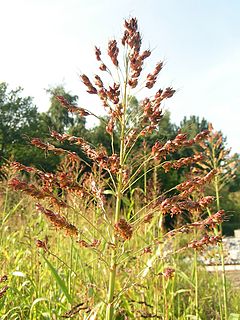 Sorghum vulgare var. sudanense