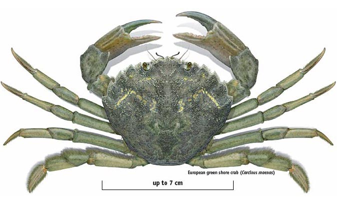 European shore crab