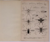 Flickr image:Diptères exotiques nouveaux ou peu connus - Suppl.4A Plate 12