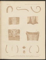 Flickr image:Transactions of the Linnean Society of London. - Plate 3